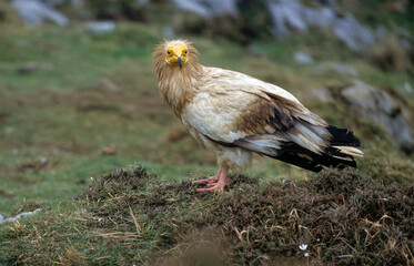 Vautour percnoptère , Percnoptère d'Égypte,.Neophron percnopterus, Egyptian Vulture