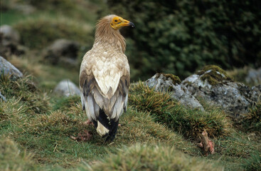 Vautour percnoptère , Percnoptère d'Égypte,.Neophron percnopterus, Egyptian Vulture