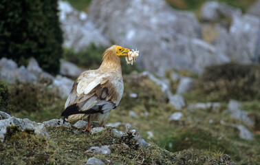 Vautour percnoptère , Percnoptère d'Égypte,.Neophron percnopterus, Egyptian Vulture