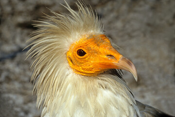 Vautour percnoptère , Percnoptère d'Égypte,.Neophron percnopterus, Egyptian Vulture