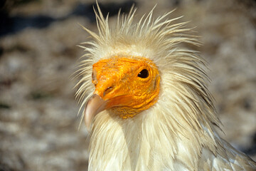 Vautour percnoptère , Percnoptère d'Égypte,.Neophron percnopterus, Egyptian Vulture