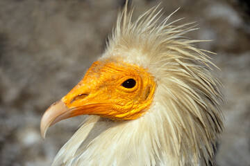 Vautour percnoptère , Percnoptère d'Égypte,.Neophron percnopterus, Egyptian Vulture