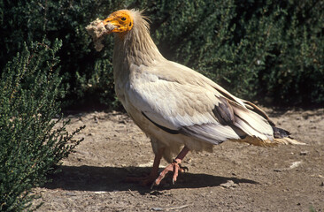 Vautour percnoptère , Percnoptère d'Égypte,.Neophron percnopterus, Egyptian Vulture