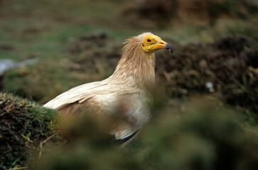 Vautour percnoptère , Percnoptère d'Égypte,.Neophron percnopterus, Egyptian Vulture