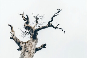 Gnarled and twisted, this dead tree stands isolated against pale sky, its branches reaching out like skeletal fingers. haunting yet beautiful representation of natures resilience
