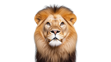 Majestic lion portrait with dramatic mane on transparent background