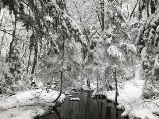 trees in snow on a magical winter day with freshly fallen snow 