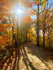 autumn in the forest