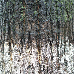 Herbs, dread flowers, back ground, Bark of a tree, macro, texture