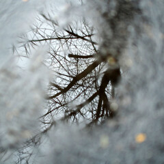Herbs, dread flowers, back ground, Bark of a tree, macro, texture