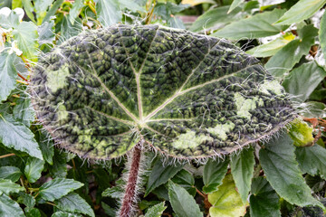 begonia leaves in the garden