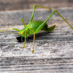 cricket on wooden table