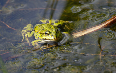 lily pads, animal wildlife, wet, portrait, watching, amphibians, water frog, head, close up,...