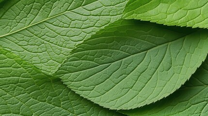 Fototapeta premium Green Leaf Texture: Close-up of lush, vibrant green leaves, revealing intricate veins and textures. Perfect for nature-inspired designs and backgrounds. 