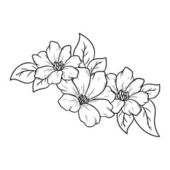 Elegant decorative magnolia flowers, design elements. Can be used for cards, invitations, banners, posters, print design. Floral background in line art style