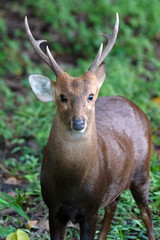 Portrait of an Indian hog deer