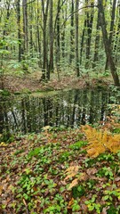 Paysage de molières dans une forêt de la vallée de Chevreuse à l'automne