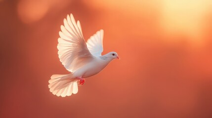 white dove flying in orange sky