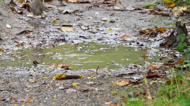 close-up of a redwing (Turdus iliacus) bathing in a woodland puddle, Wilts UK