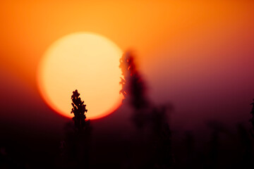 Beautiful landscape of a lavender field at an amazing sunset. Close up of some flowers with sun at background.
