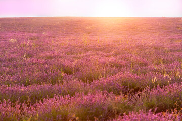 Beautiful landscape of a field of lavender at sunset.