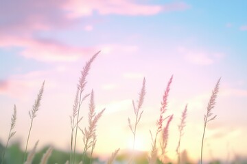 Obraz premium Serene sunset over tall grass field