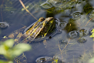 Tree frog in the pond, green frog between water plants, water frog in the pond, Pelophylax from above