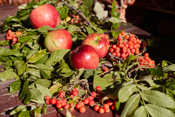 Apples, pumpkins, cones, leaves, rowan berries on a table. Top view photo of autumn composition. Harvest season concept.