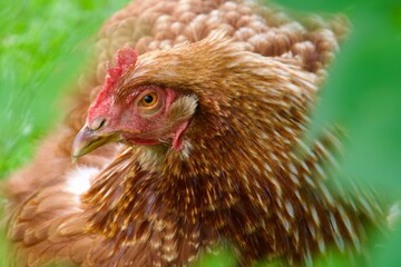 chicken in grass close-up eye