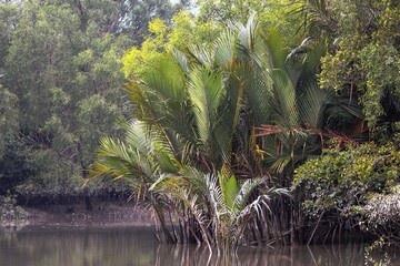 Typical nipa palm (Nipa fruticans)