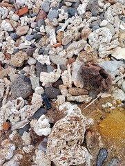 Portrait of coral rocks on the beach