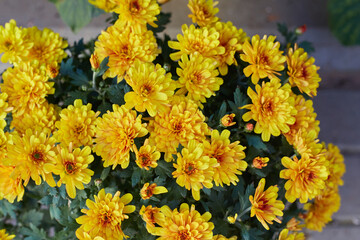 yellow chrysanthemum flowers close-up autumn bouquet