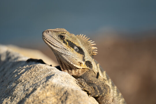 Australia water dragon  on the rock (physignathus lesueuri)