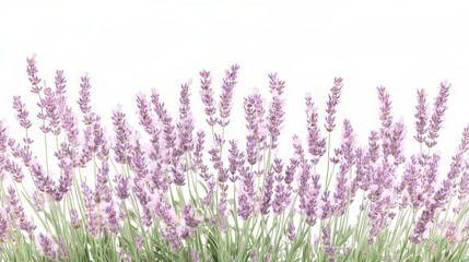 Naklejka premium A field of lavender flowers against a white background.