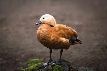 Portrait of a Ruddy shelduck (Tadorna ferruginea)