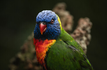 Frontal portrait of a Rainbow lorikeet parrot (Trichoglossus moluccanus)