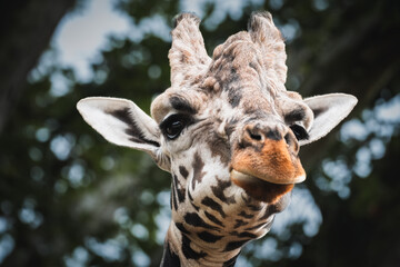 Close up of a giraffe (Cervus camelopardalis) © Herlinde