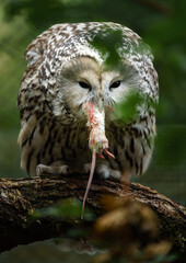 Ural owl on branch behind leaves