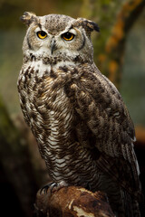 Great horned owl on branch