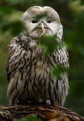 Ural owl on branch behind leaves