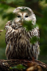 Ural owl on branch behind leaves