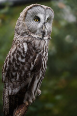 Great grey owl on branch