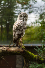 Great grey owl on branch