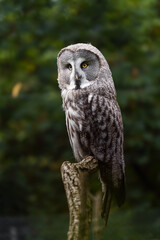 Great grey owl on branch