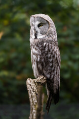 Great grey owl on branch