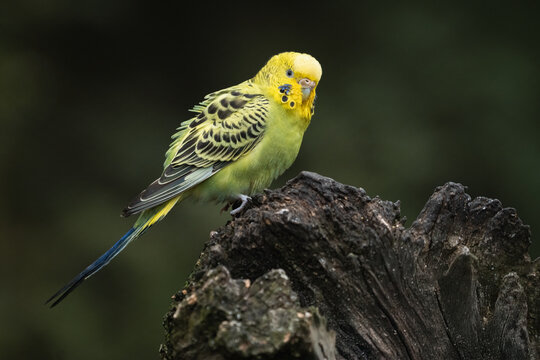 Portrait of a Common parakeet (Melopsittacus undulatus) on a branch