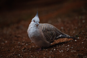 Portrait of a Crested Pigeon (Ocyphaps lophotes)