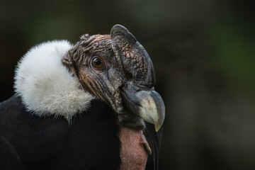 Portrait of an Andean condor (Vultur gryphys)