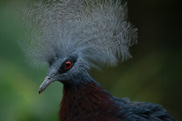 Close up of a Sclater's Crowned pigeon (Goura sclaterii)