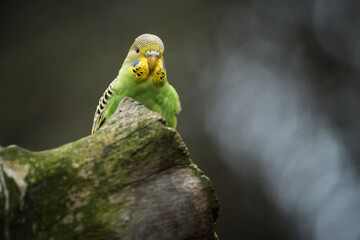 Common parakeet (Melopsittacus undulatus) on a branch